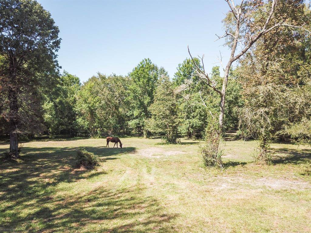 A solitary horse grazing in a peaceful, sunlit clearing surrounded by lush trees and greenery.