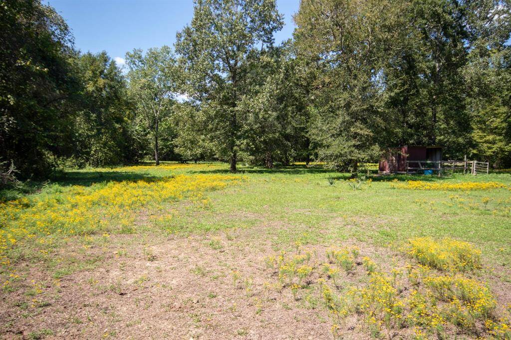 A sunny meadow with yellow wildflowers, surrounded by trees, featuring a small red structure in the background.