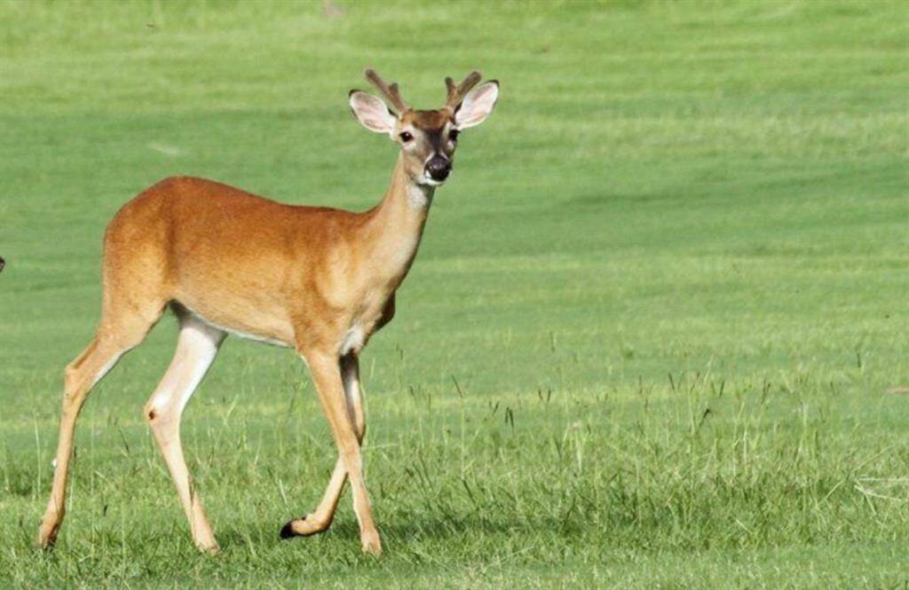 Westwood Shores has abundant wildlife; deer, eagles, water fowl, a variety of bird species, foxes, alligators.