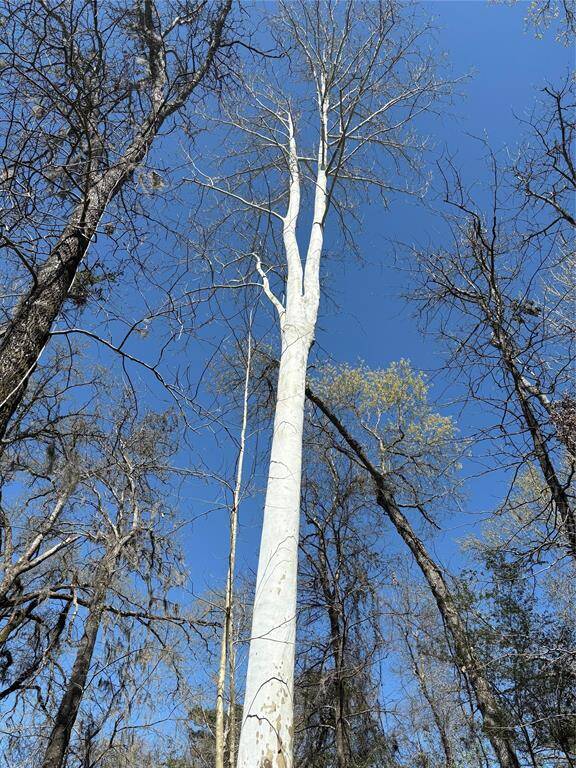 RARE  SYCAMORE  TREE