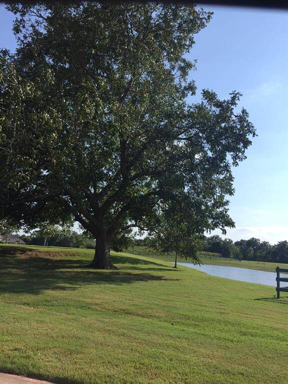 The largest oak tree in the community and oh so beautiful!