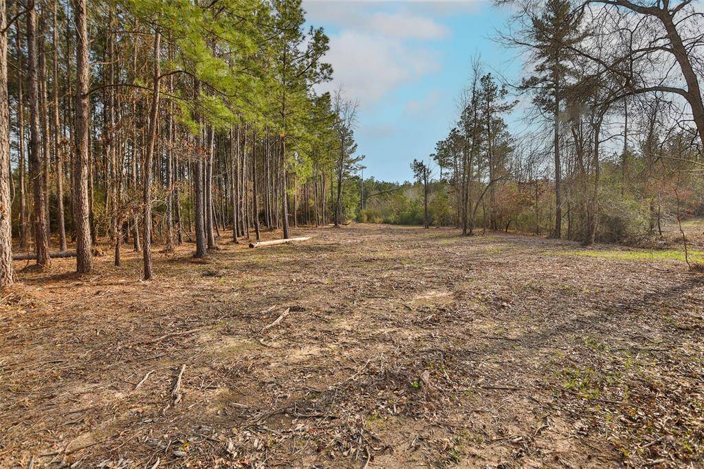 NICE CLEARINGS HAVE BEEN MADE THROUGH THE PROPERTY FOR PARTIAL BOUNDARY LINES