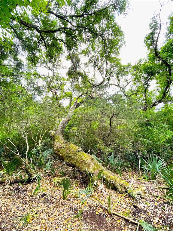 Massive Oaks and Pecans dot the property!!
