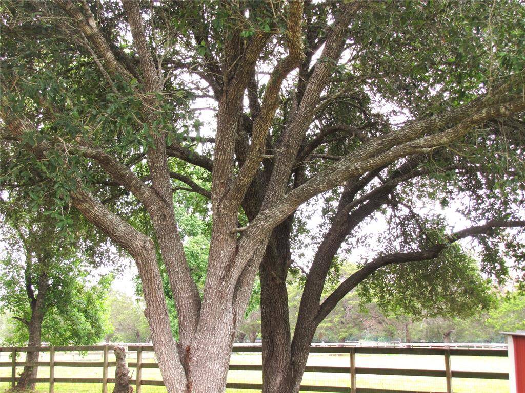 Beautiful mature trees on the property, with robust trunks and lush foliage, stand guard over a serene pasture bordered by a wooden fence.