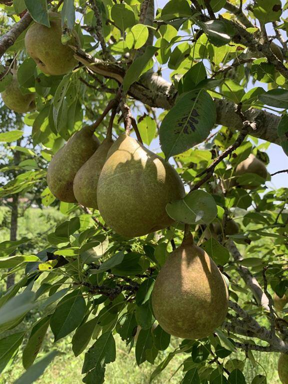 Fresh fruit!
