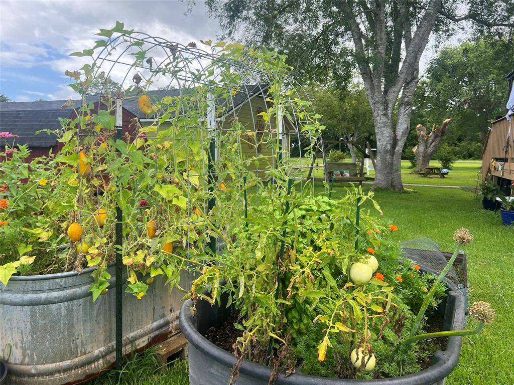 With a  lush backyard garden with mature trees, providing a serene, green environment. There are raised garden beds with various plants,  what appears to be tomatoes, hinting at a hobbyist or gardener's paradise.