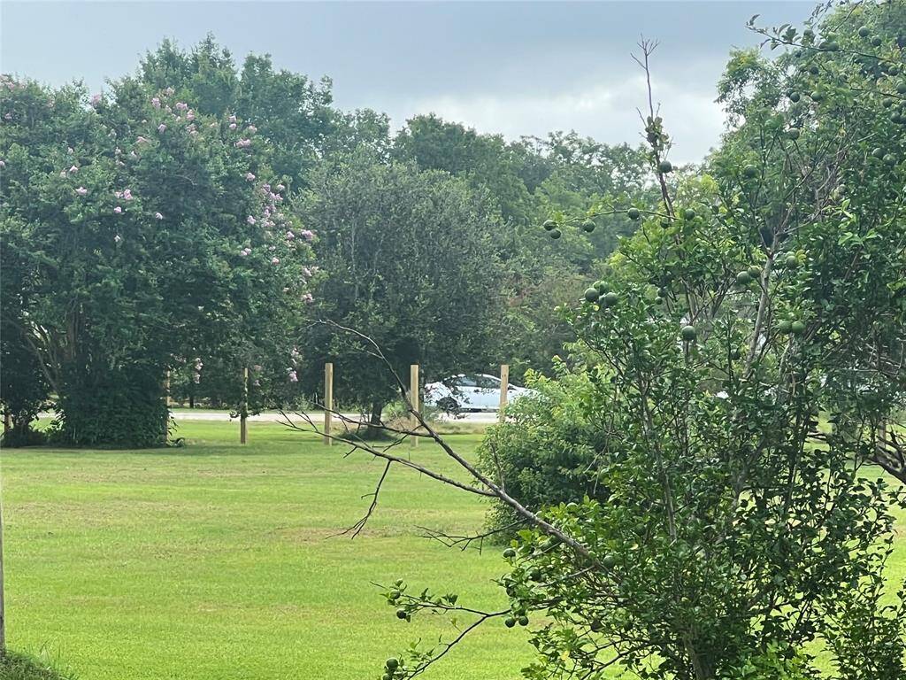 This outdoor space with a variety of mature trees and flowering plants, suggesting a serene and natural setting that could be an appealing feature for a home buyer looking for a property with established landscaping and a peaceful atmosphere.
