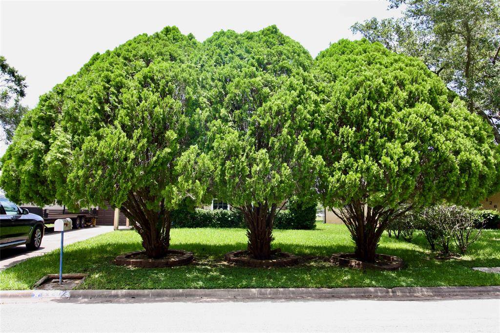 Beautiful Pines in front of the house.