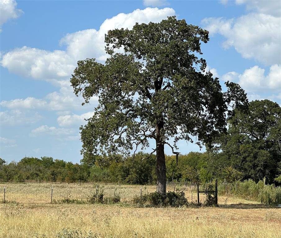 2 Mature Oak trees
