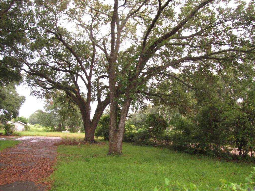 Gorgeous mature trees!