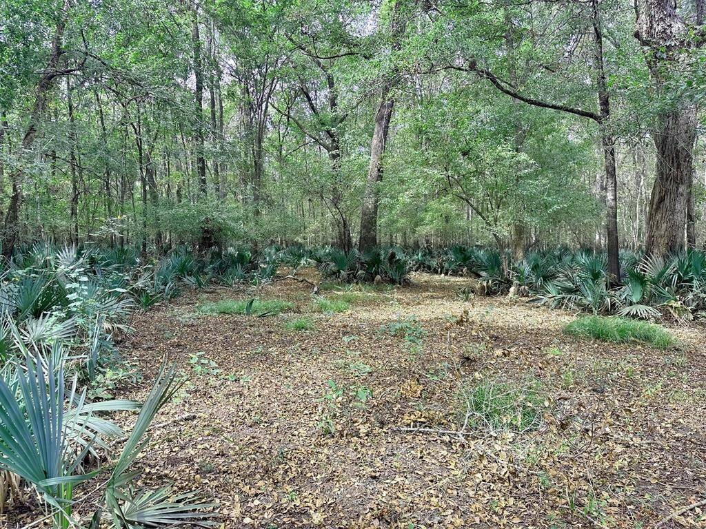 Cleared area near cabin 2