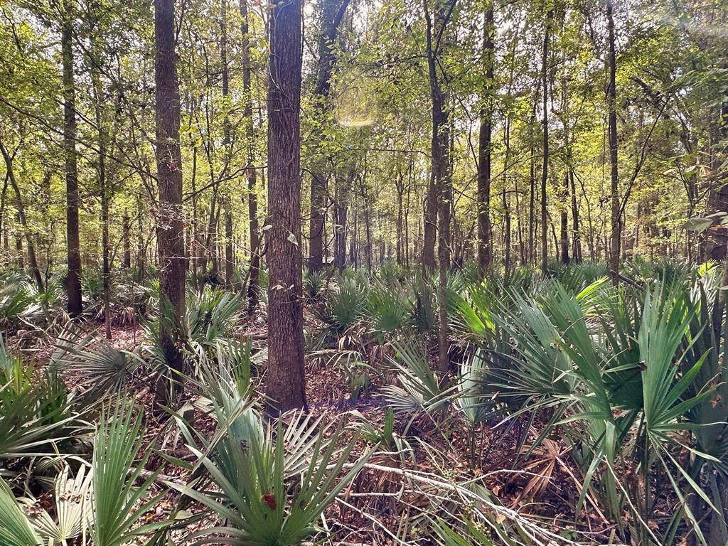 wooded area by cabin 2