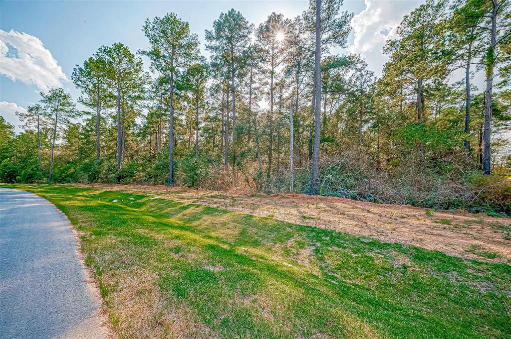This photo shows a serene wooded lot with tall trees and lush greenery, bordered by a paved road. Ideal for nature lovers seeking a tranquil setting.
