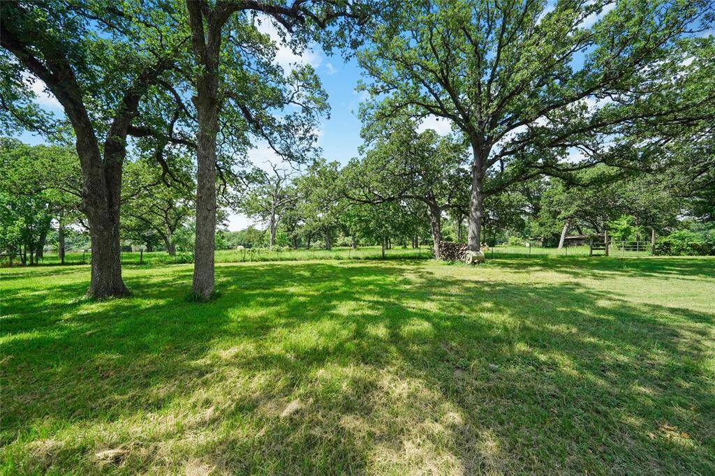 Red oak trees planted 2020