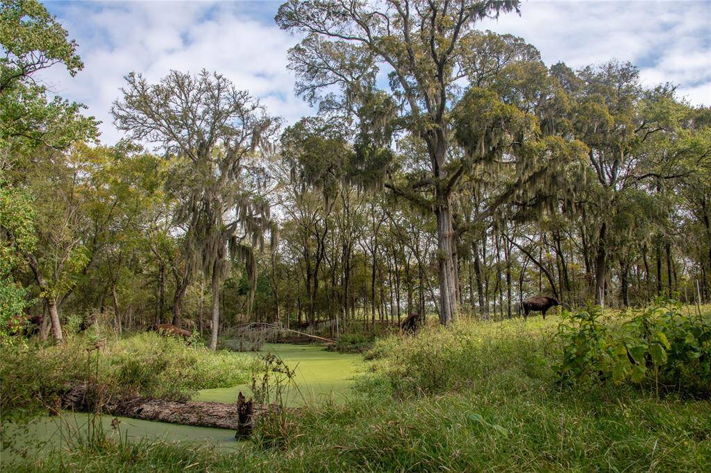 One of the flowing CREEK bottoms located on the 1,230 +/- acre ranch.