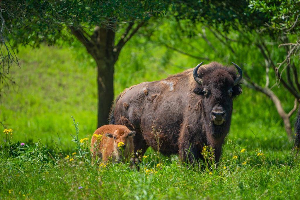 With its high fencing, the ranch maintains a great hunting area which includes multiple exotics such as black buck, oryx, addax, buffalo, red lechwe, waterbucks and Pere Davids.