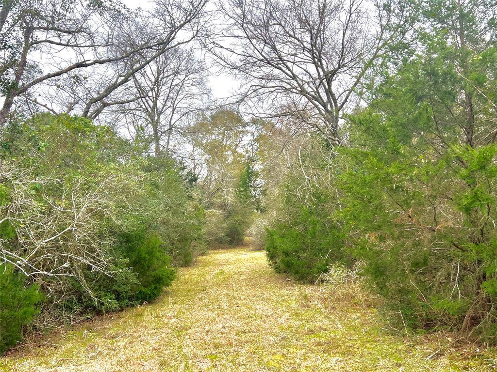 Cleared trails thru the woods