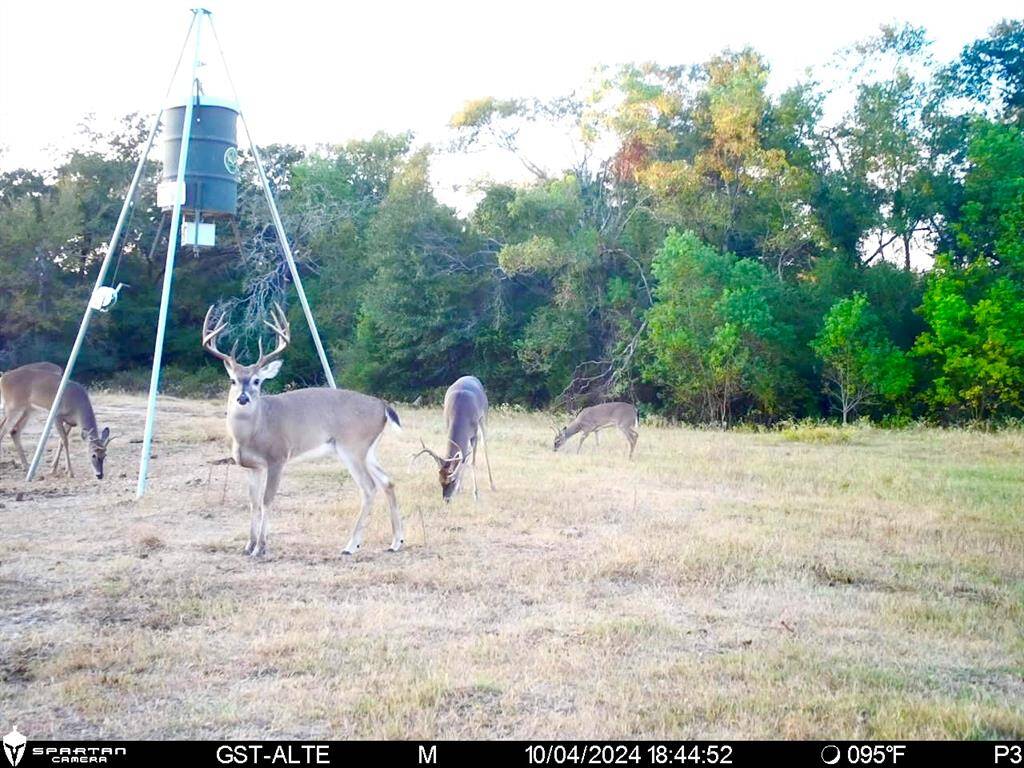 Whitetail deer on game camera