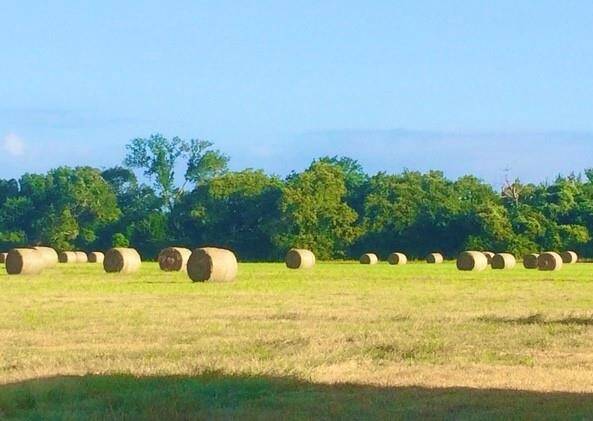 Improved hay pasture for Ag Exemption