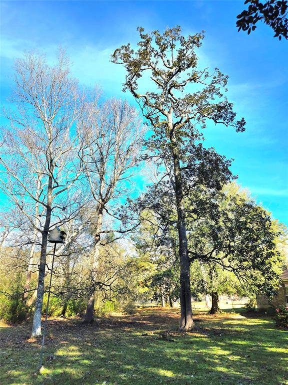 Back yard