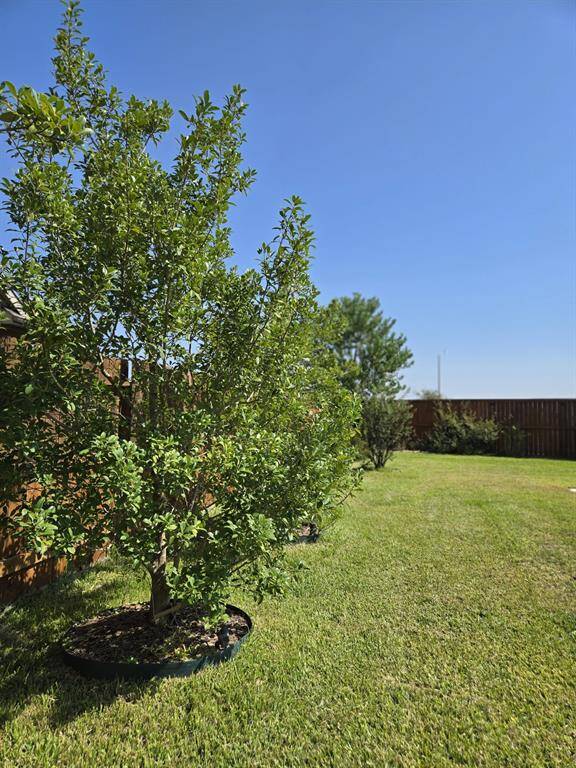 Mature plants enhance the beauty of the garden.