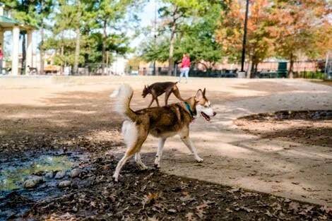 The nearby dog park for your furry friends