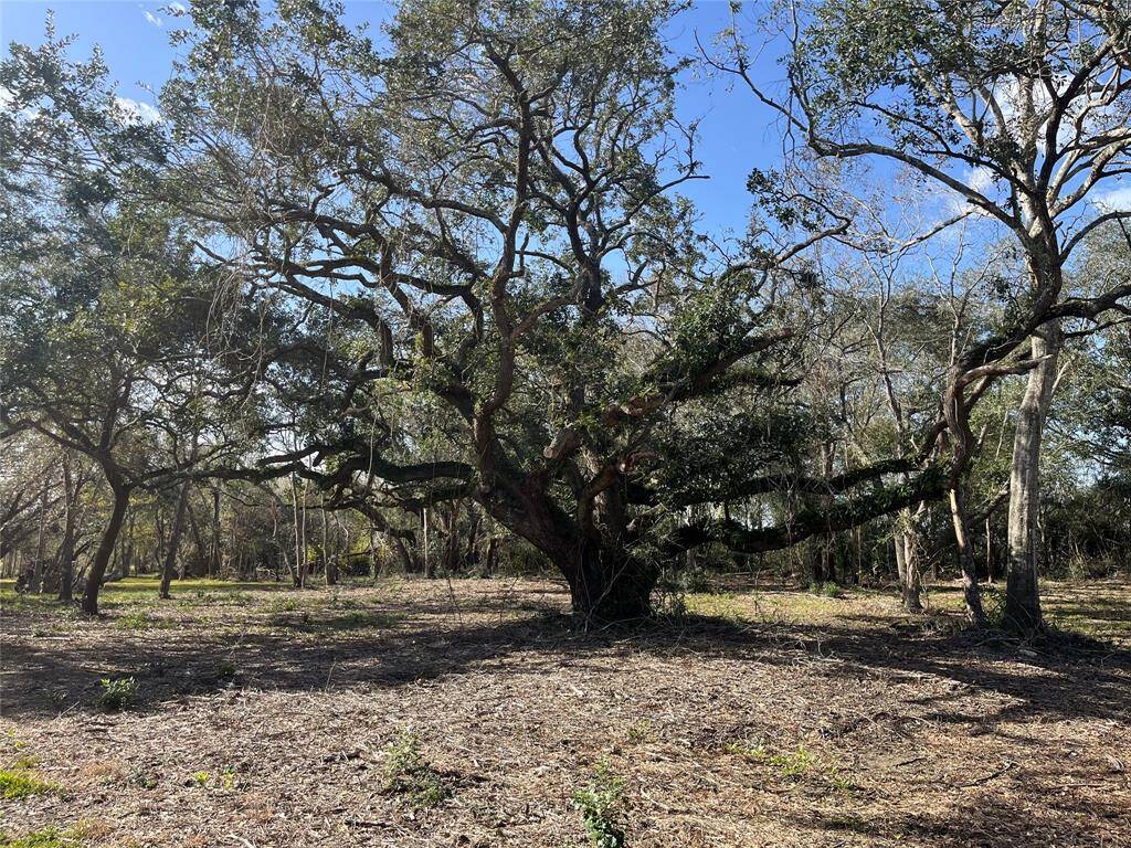 Branches reaching down to the ground!