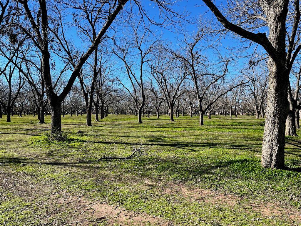 Pecan Orchard