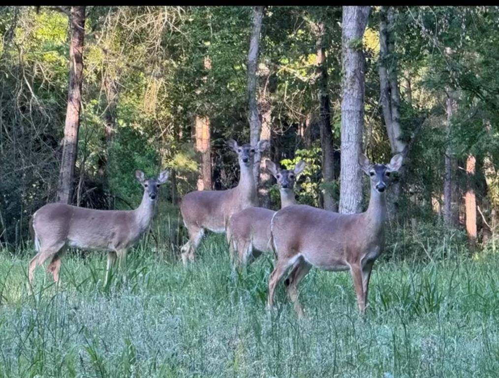 Wild life