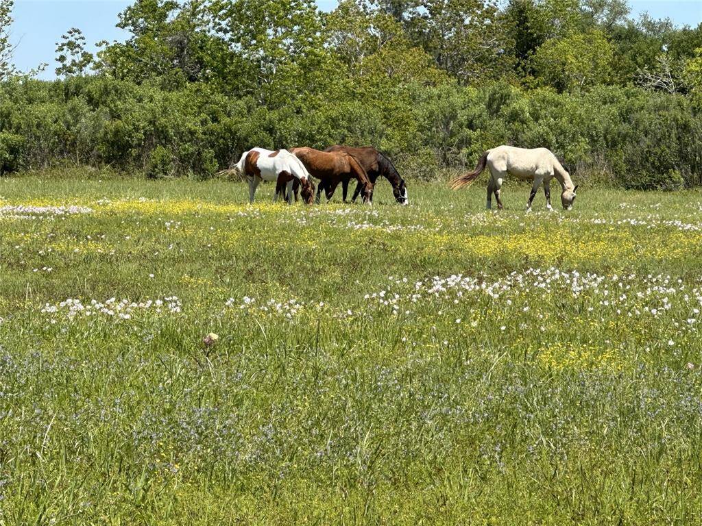 Neighbors' horses enjoying the property.