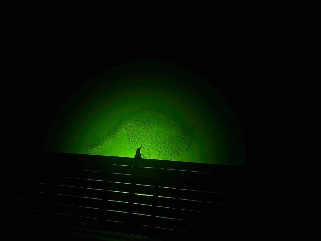 There even is a green fishing light at the dock.  Perfect for those fishing enthusiasts.  New boat dock, boat lift and fish cleaning table.