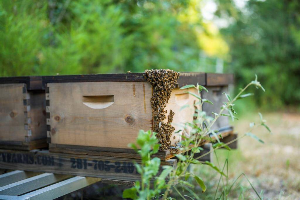 Enjoy fresh honey from the bees.