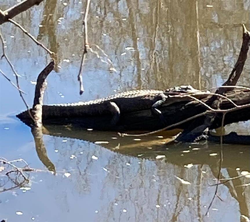 Wildlife
