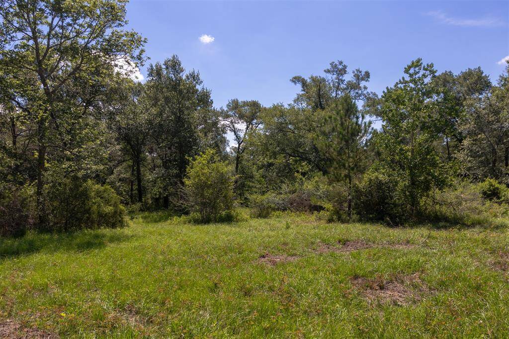 Wooded section of the acreage.