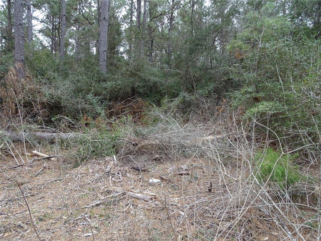Lot is wooded
