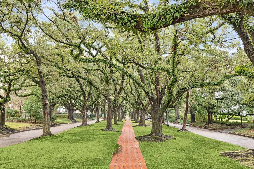 Walk through the trees on North and South Boulevard.