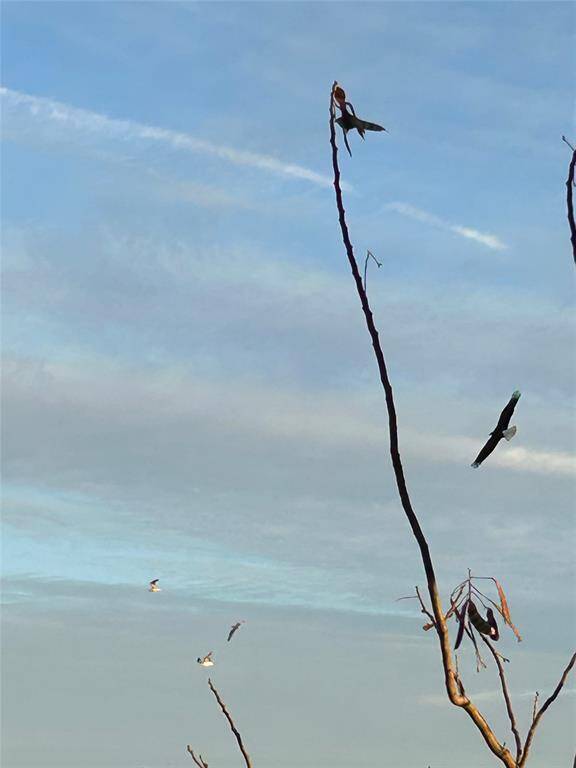 Bald Eagle visits the lake in the back