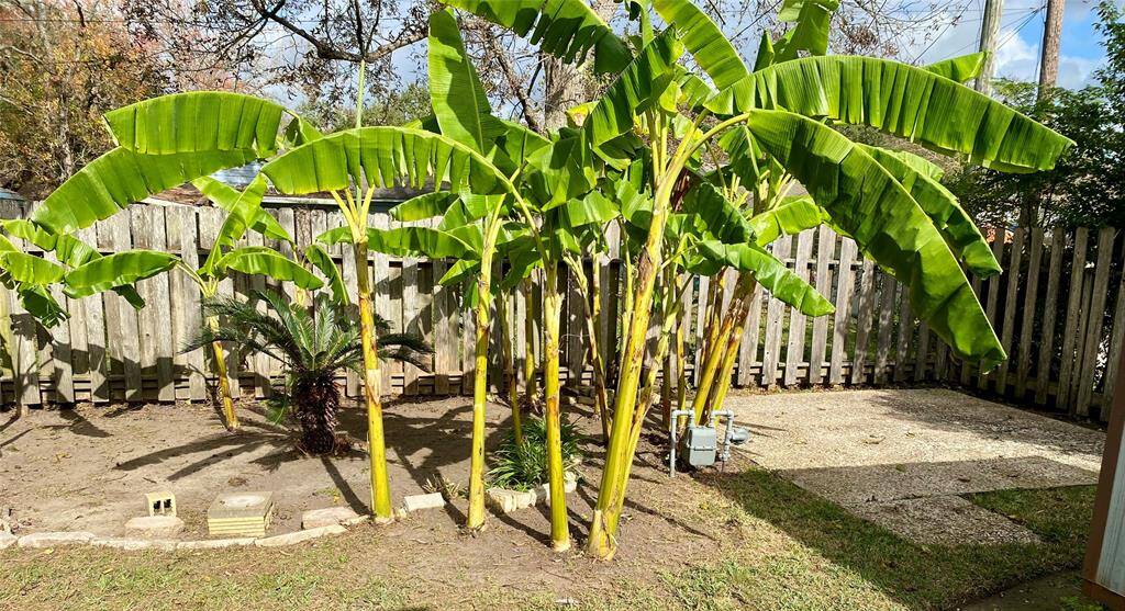 Seller provided pic taken just prior to the January 2025 freeze. Backyard with vibrant banana plants, a small palm, the area features a mix of soil and paved surfaces, ideal for gardening and relaxation.
