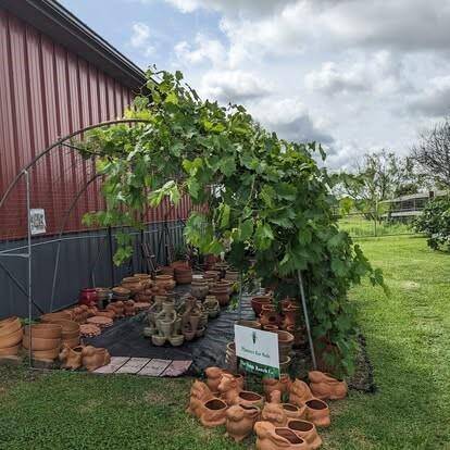 Seller picture of Beautiful grape vines in bloom
