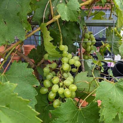 Seller picture of grape vines