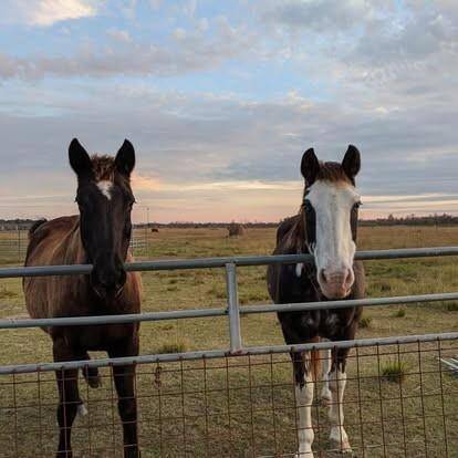 Seller picture of horses in the pasture