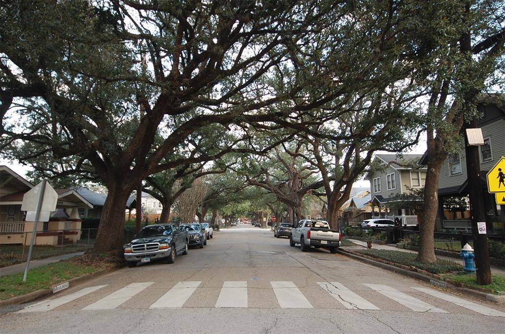 Bayland Avenue looking East. Canopy of the mighty Live Oaks lining Bayland from both direction.