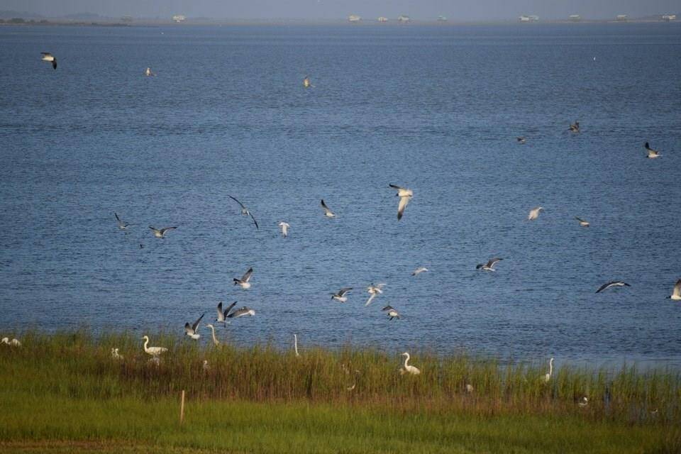 Sitting on the balcony, you can see hundreds of birds.