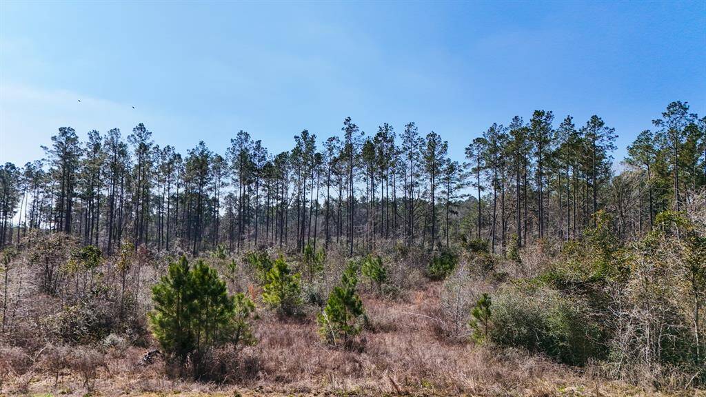 Some mature and some growing trees.