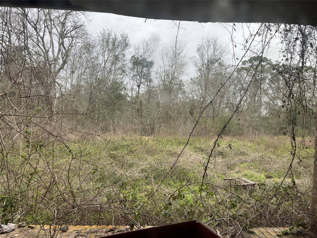This is looking out toward the 'back yard' and the creek.