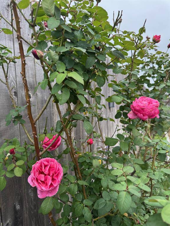Actual photo of one of the rose bushes before the freeze in January.