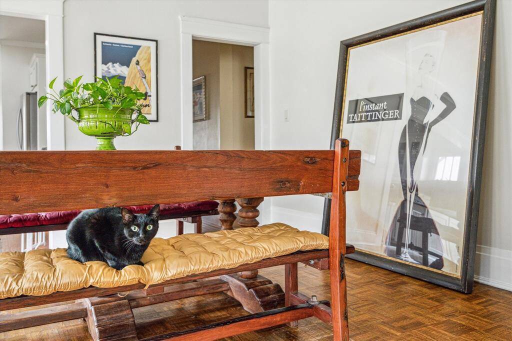 Cutest kitty cat ever.  Cat not included.