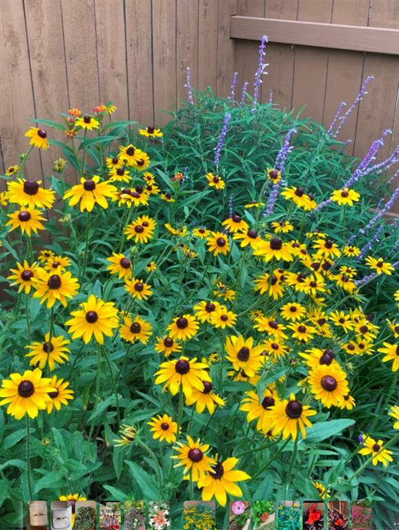 These lovely flowers should be sprouting soon!