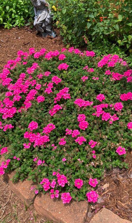 More of the perennial flowers from previous years.
