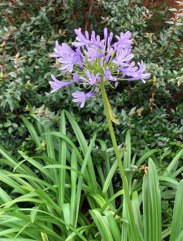 And another lovely flower!